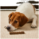 Braun-weißer Hund liegt auf einem Teppich und starrt konzentriert auf einen kleinen rechteckigen, gerillten Hundesnack direkt vor seiner Nase.