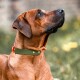 Ein brauner Hund mit einem grün-orangefarbenen Halsband schaut nach oben, vor einem verschwommenen Hintergrund aus Gras und Blumen.