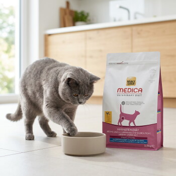 Chat British Shorthair gris donnant des coups de patte à un bol à côté d'un sac de nourriture pour chats Select Gold Medica Veterinary Diet pour calculs urinaires – Généré par IA
