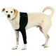 Un chien blanc portant un harnais pour animaux de compagnie noir, se tenant droit avec sa queue enroulée. Le harnais présente des sangles ajustables et un logo vert.