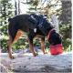 Ein Rottweiler, der ein schwarzes Geschirr und ein rotes Halsband trägt, schnüffelt an einer roten Tüte auf einem Baumstamm in einem bewaldeten Gebiet.