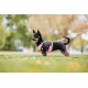 Ein kleiner schwarz-brauner Hund mit einem rosa Geschirr und Leine steht auf grünem Gras in einem Park, mit verschwommenen Bäumen im Hintergrund.