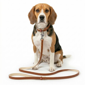Beagle zittend, draagt een bruine leren halsband en bijpassende riem met metalen sluiting en identificatiepenning op witte achtergrond.