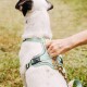 Eine Person passt ein mintgrünes Hundegeschirr an einem weißen Hund mit schwarzen Markierungen an, vor einem grasbewachsenen Hintergrund.