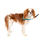 Eine Seitenansicht eines braun-weißen Hundes, der ein blaues Geschirr und eine Leine trägt, vor einem weißen Hintergrund stehend.