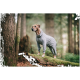 Ein brauner Hund in einem grauen Overall steht auf einem moosbedeckten Baumstamm im Wald und sieht aufmerksam zwischen hohen Bäumen aus.