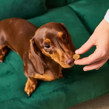 Brauner Dackel auf einem grünen Sofa schnüffelt an einem kleinen runden Trockenfutter-Leckerli, das von einer Hand gehalten wird.
