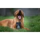 Gähnender brauner Hund im Gras mit einem schwarzen Haustierbehälter davor, beschriftet mit „PAUCH PÄNSLER“.