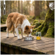 Braun-weißer Hund frisst aus einer Metallschüssel auf einem Holzsteg in einem moosigen Wald, daneben steht eine Dose mit der Aufschrift 'Wilderness'.