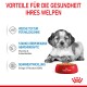Welpe neben einer roten Schüssel mit Royal Canin Hundefutter, das Vorteile hervorhebt: weiche Textur, Immununterstützung und Gehirnentwicklung mit Omega-3.