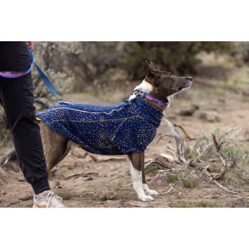 Ein Hund, der eine bunte, gepunktete blaue Jacke trägt, steht neben einer Person in schwarzen Hosen und schaut aufmerksam in die Umgebung.