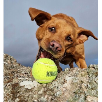 Bruine hond bijt gretig in een felgele tennisbal met 'KONG' op een rotsachtige ondergrond tegen een grijze lucht.