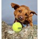 Bruine hond bijt gretig in een felgele tennisbal met 'KONG' op een rotsachtige ondergrond tegen een grijze lucht.