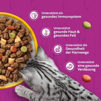 Getigerte Katze frisst Trockenfutter aus gelbem Napf vor magentafarbenem Hintergrund. Text: Immunsystem, Haut & Fell, Harnwege, Verdauung