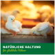 Zwei flauschige gelbe Küken picken den Boden in einer warmen Umgebung, mit "NATÜRLICHE HALTUNG für glückliche Hühner" in grün darunter.