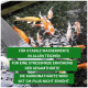 Koi-Fische schwimmen in einem Teich, mit einem deutschen Textüberlagerung über stabile Wasserwerte und stressfreies Härte-Management.