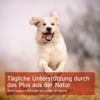 Ein Golden Retriever läuft im Freien mit einem deutschen Textüberlagerung: "Tägliche Unterstützung durch das Plus aus der Natur."
