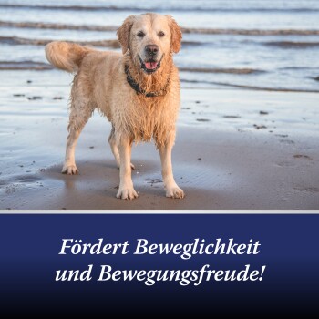 ARDAP Canosept Gelenktabletten 80x1 Stück