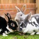 Drei Kaninchen (einfarbig grau, schwarz-weiß und gescheckt schwarz-weiß) dicht beieinander auf Gras an einer Ziegelwand.