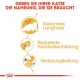 Bild zur Förderung von Katzenfutter: "Geben Sie Ihrer Katze die Nahrung, die sie braucht." Icons für gesundes Fell, weniger Haarballen und Verdauung.