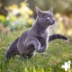 Taurin Pulver für Katzen 100g