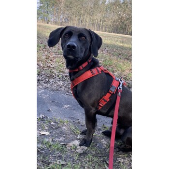 Schwarzer Hund auf einem Pfad trägt ein rotes Geschirr und eine Leine, ein kleines Etikett am Geschirr ist sichtbar; Bäume und gefallene Blätter im Hintergrund.