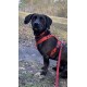Schwarzer Hund auf einem Pfad trägt ein rotes Geschirr und eine Leine, ein kleines Etikett am Geschirr ist sichtbar; Bäume und gefallene Blätter im Hintergrund.