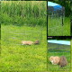 Outdoor Metall-Haustierauslauf mit zwei Kaninchen auf Gras, mit blauem Überzug und dibea-Branding.