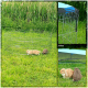 Outdoor Metall-Haustierauslauf mit zwei Kaninchen auf Gras, mit blauem Überzug und dibea-Branding.