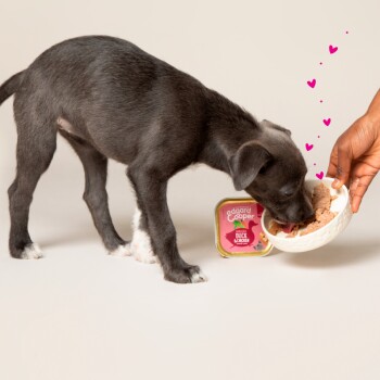 Un chiot noir joueur mange avec enthousiasme dans un bol blanc, tandis qu'une main lui offre de la nourriture. Une boîte de canard et de poulet Edgard & Cooper est visible.