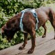 Ein brauner Hund mit einem blauen Geschirr steht auf einer Holzoberfläche, schaut nach unten, umgeben von grünem Laub.