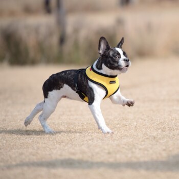 Ein verspielter schwarz-weißer Französischer Bulldogge, die ein hellgelbes Geschirr trägt, läuft über ein grasbewachsenes Feld.