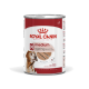 Royal Canin Medium Ageing Hundefutterdose, mit einem Golden Retriever auf dem Etikett, beschriftet mit "Laib-Mousse" für Hunde über 7 Jahre.