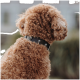 Ein flauschiger, hellbrauner Hund mit lockigem Fell ist von hinten zu sehen, trägt ein schwarzes Halsband mit silbernen Totenköpfen.