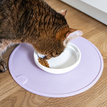 Weiße Keramik-Haustierfutterschüssel mit flachem Design und erhöhten Rändern, geeignet für Katzen oder kleine Hunde.