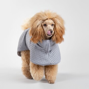 Ein flauschiger Hund, der einen hellgrauen, strukturierten Kapuzenpullover trägt, steht vor einem schlichten weißen Hintergrund.