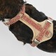 Eine Nahaufnahme eines Hundes, der ein beiges Geschirr mit einem rot-weißen geometrischen Muster trägt, das die verstellbaren Riemen und die Metall-Schnalle zeigt.