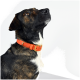 Ein Seitenprofil eines Hundes mit gestromtem Fell, der ein leuchtend orangefarbenes Halsband vor einem schlichten weißen Hintergrund trägt.