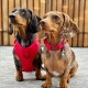 Neosport Dog Collar RED XS