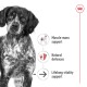 Close-up of a serious brown and white dog with icons for "Muscle mass support," "Natural defences," and "Lifelong vitality support."