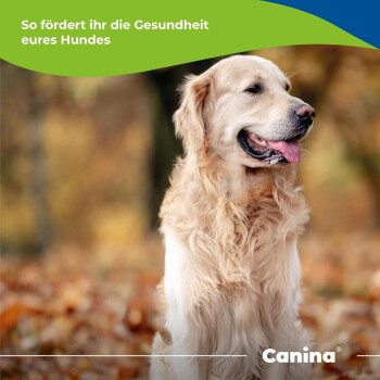 Golden Retriever sitzt im Herbstlaub, Zunge herausgestreckt; sichtbarer Text: 'So fördert ihr die Gesundheit eures Hundes' und 'Canina'.