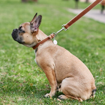 Lichtbruine Franse bulldog zittend op het gras met een bruine leren halsband en riem, met een klein rond label met rode tekst