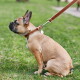 Lichtbruine Franse bulldog zittend op het gras met een bruine leren halsband en riem, met een klein rond label met rode tekst