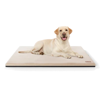 Ein hellfarbiger Hund liegt auf einem plüschigen, beigen Hundebett mit schwarzem Boden und zeigt Komfort und Entspannung.