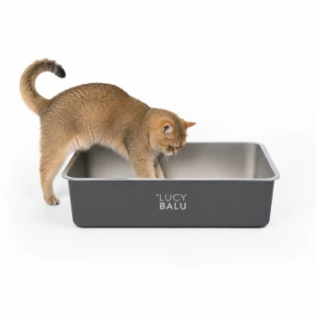 Eine getigerte Katze erkundet eine Katzentoilette mit einem Edelstahl-Innenraum und einem blauen Äußeren, beschriftet mit "LUCY BALU."