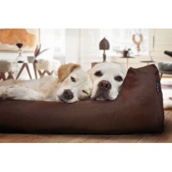 Ein Golden Retriever und ein kleiner Hund ruhen zusammen auf einem braunen Haustierbett in einem gemütlichen, gut dekorierten Wohnzimmer.