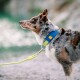 Eine Nahaufnahme eines blauen und grünen Hundegeschirrs an einem gescheckten braunen und grauen Hund, der neben einem Gewässer steht.
