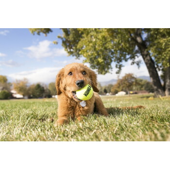 Golden-Retriever-Welpe liegt auf Gras mit einem gelben Tennisball mit der Aufschrift 'KONG' im Maul.
