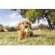 Golden-Retriever-Welpe liegt auf Gras mit einem gelben Tennisball mit der Aufschrift 'KONG' im Maul.
