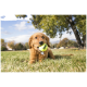 Golden-Retriever-Welpe liegt auf Gras mit einem gelben Tennisball mit der Aufschrift 'KONG' im Maul.